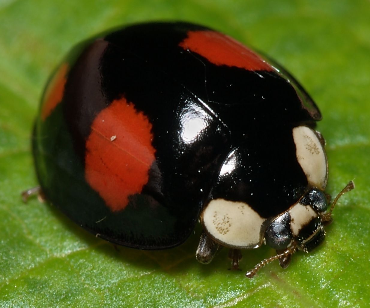 Harmonia axyridis - Wikipedia