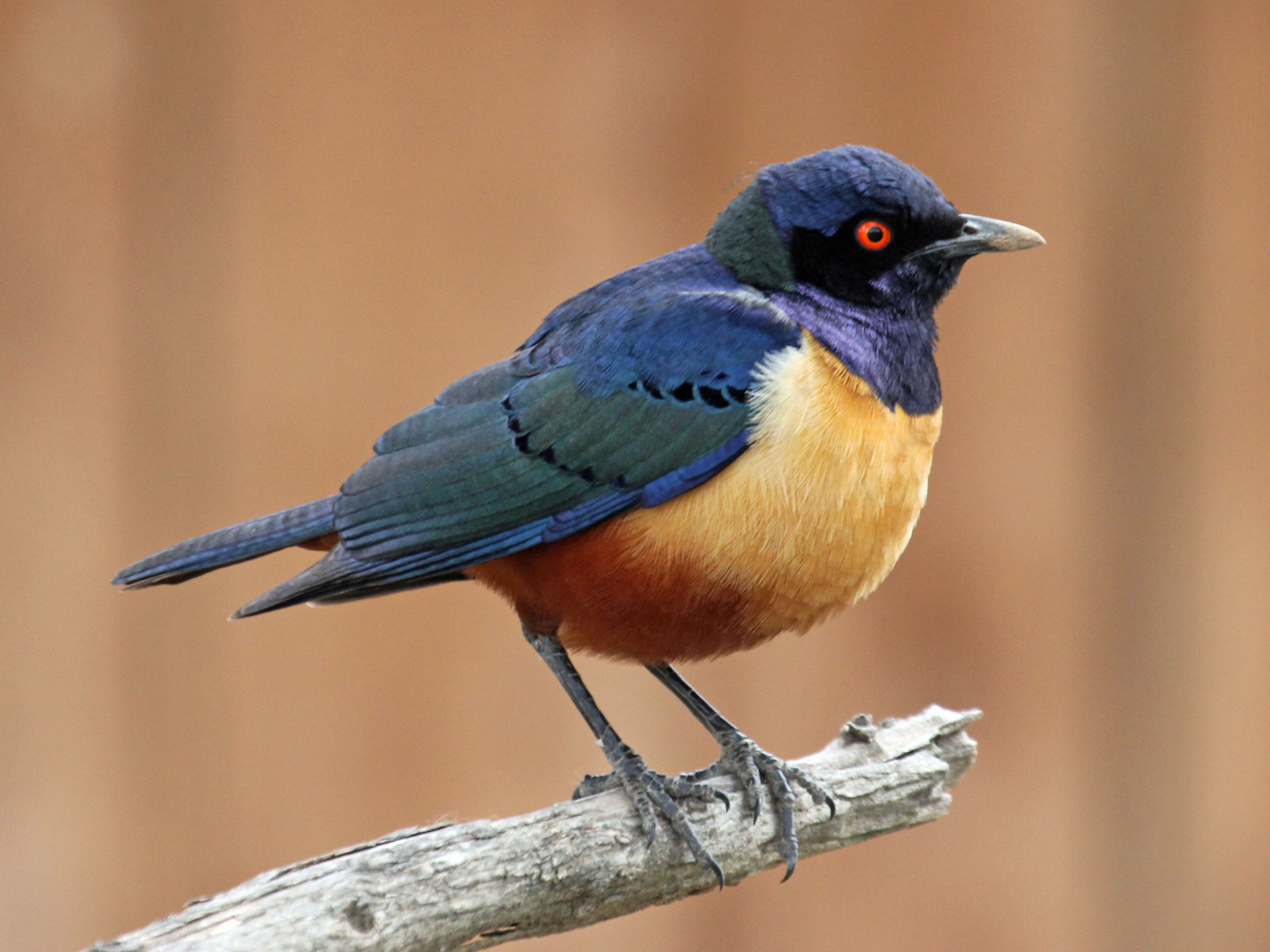 Blue Bird Symbolism in Ancient Mythology