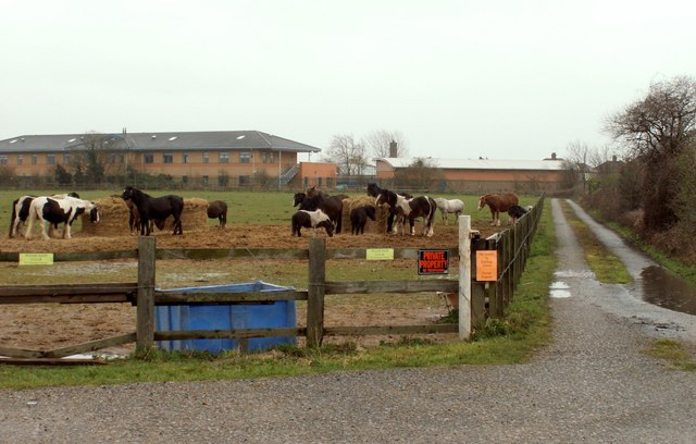 Treetops School