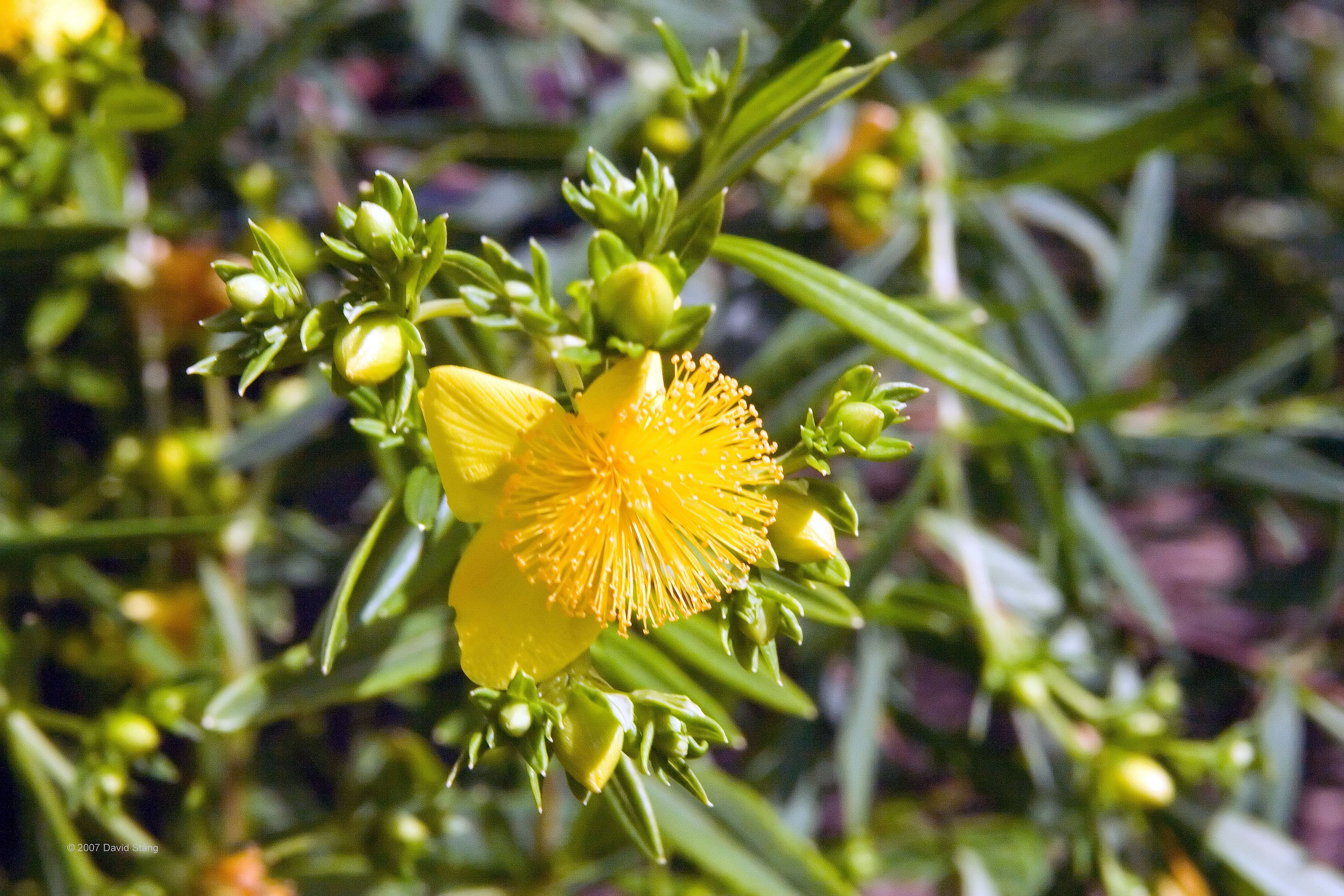 File Hypericum kalmianum Gemo 3zz.jpg Wikimedia Commons