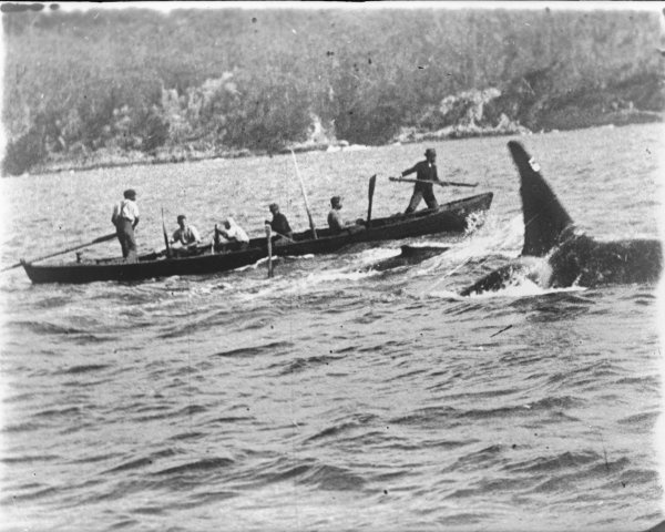 File:Killer whale (Old Tom) and whalers - original.jpeg