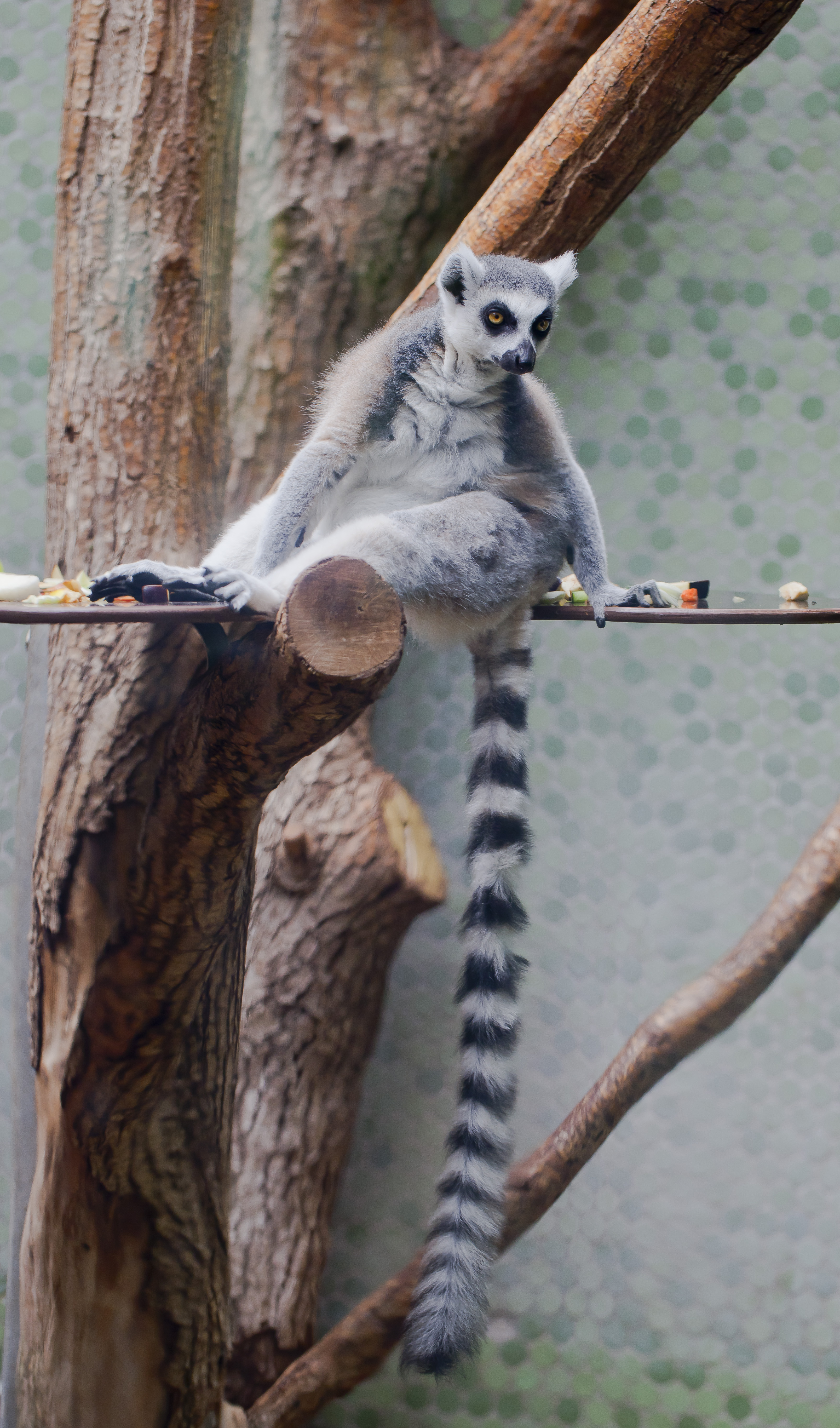 FileLémur de cola anillada Lemur catta, Tierpark Hellabrunn ...
