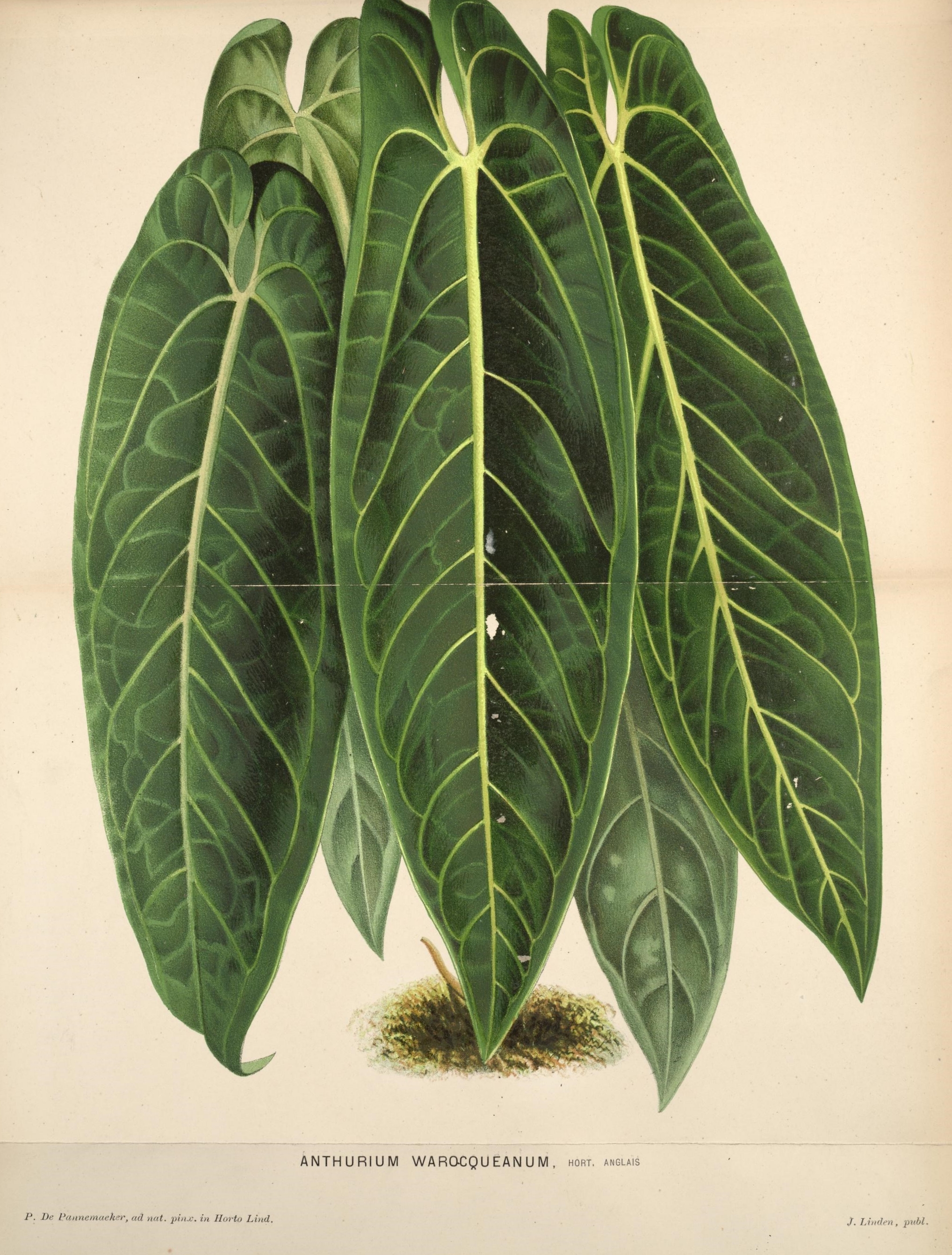 Anthurium warocqueanum - Wikipedia