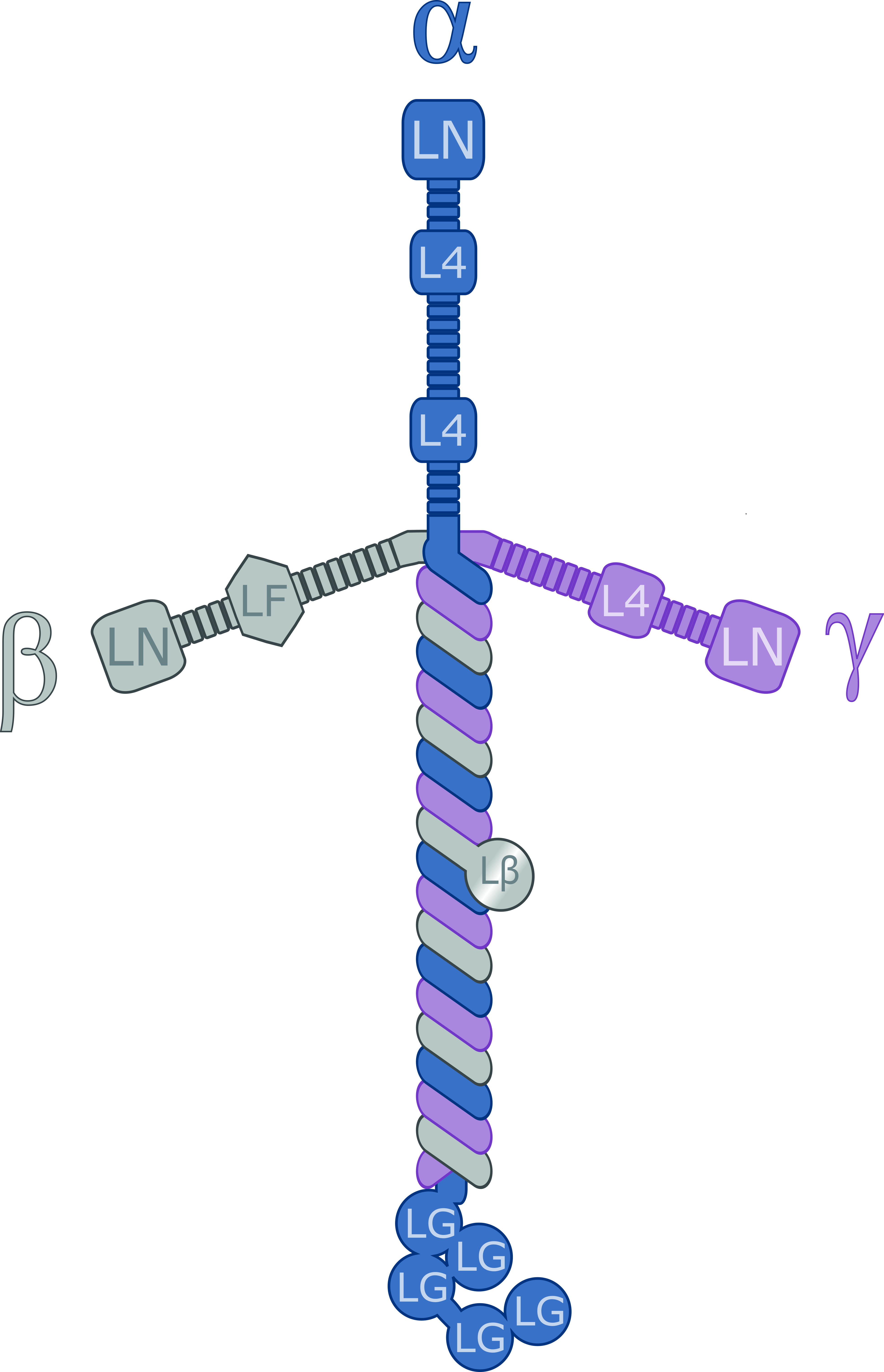 Laminin Wikipedia