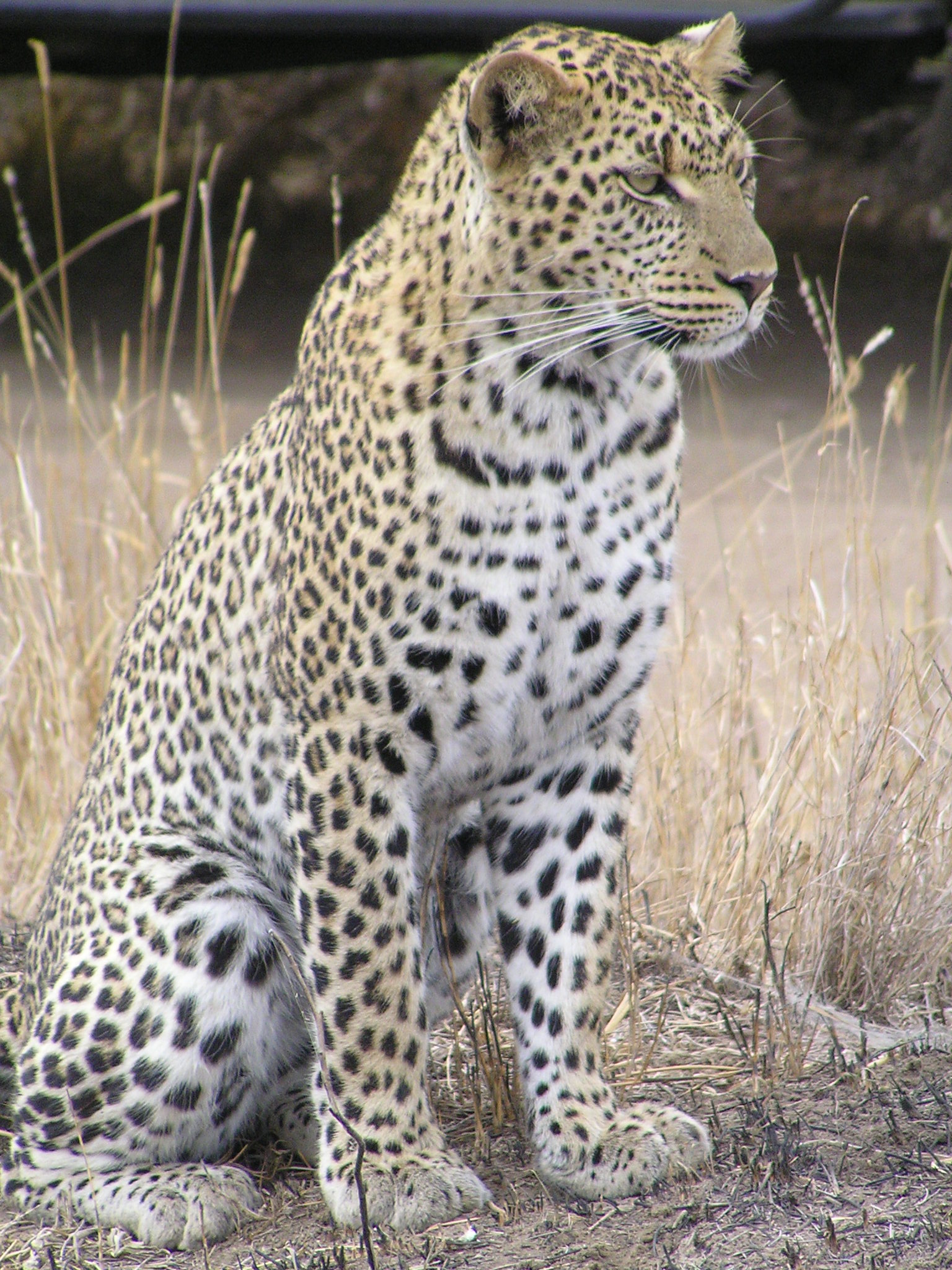 Big five wild animals south africa