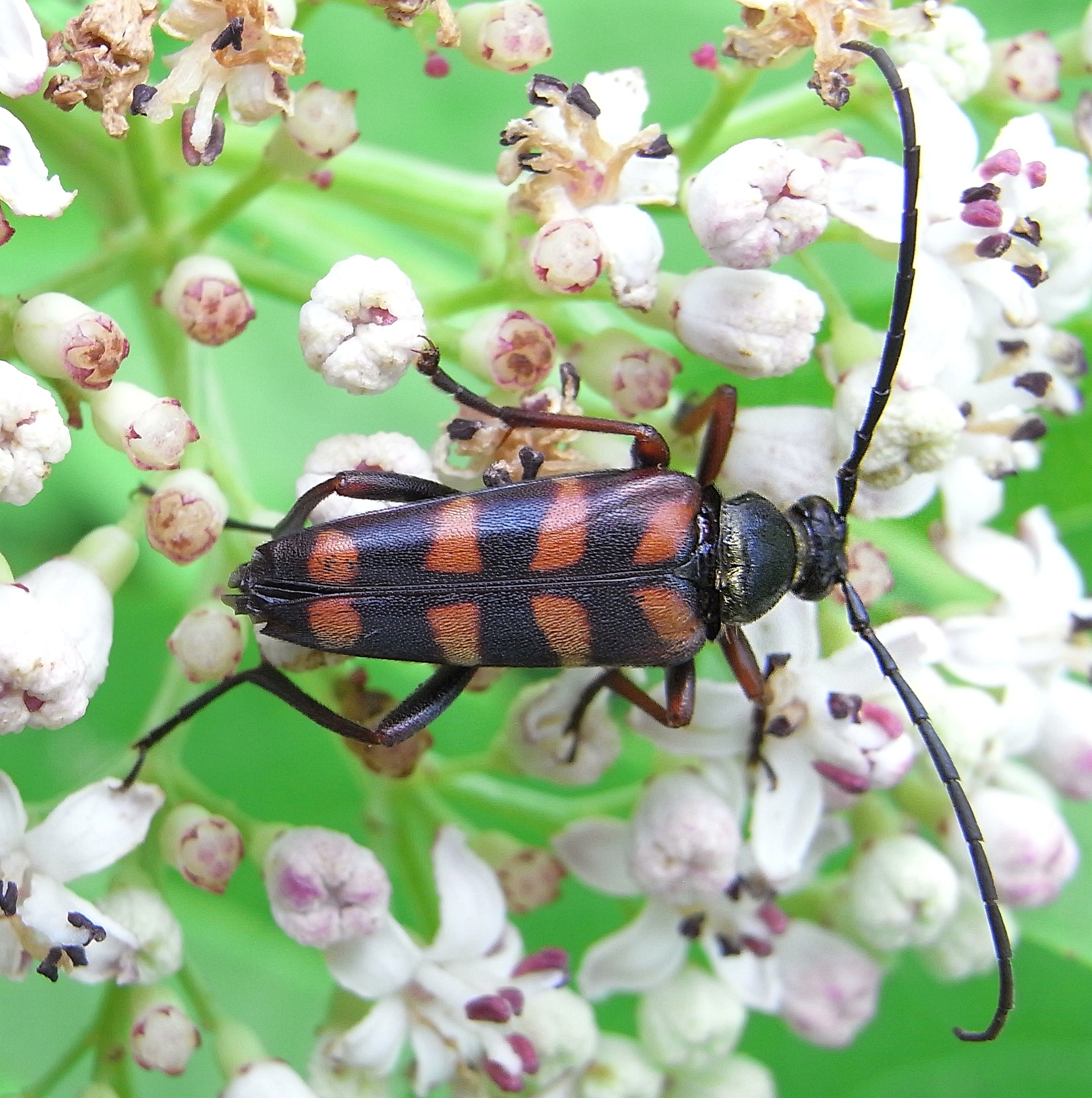 Охотник за жуками. Leptura aurulenta. Жук Лептура красная. Лептура Рея. Лептура золотистая.