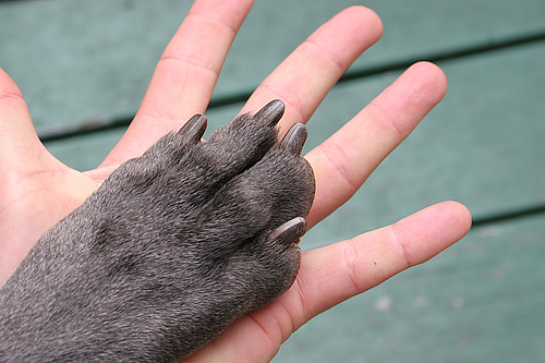 File:Living hand to paw.jpg