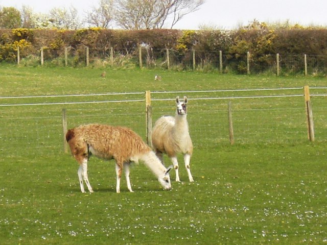 File:Llamas Grazing - geograph.org.uk - 394633.jpg