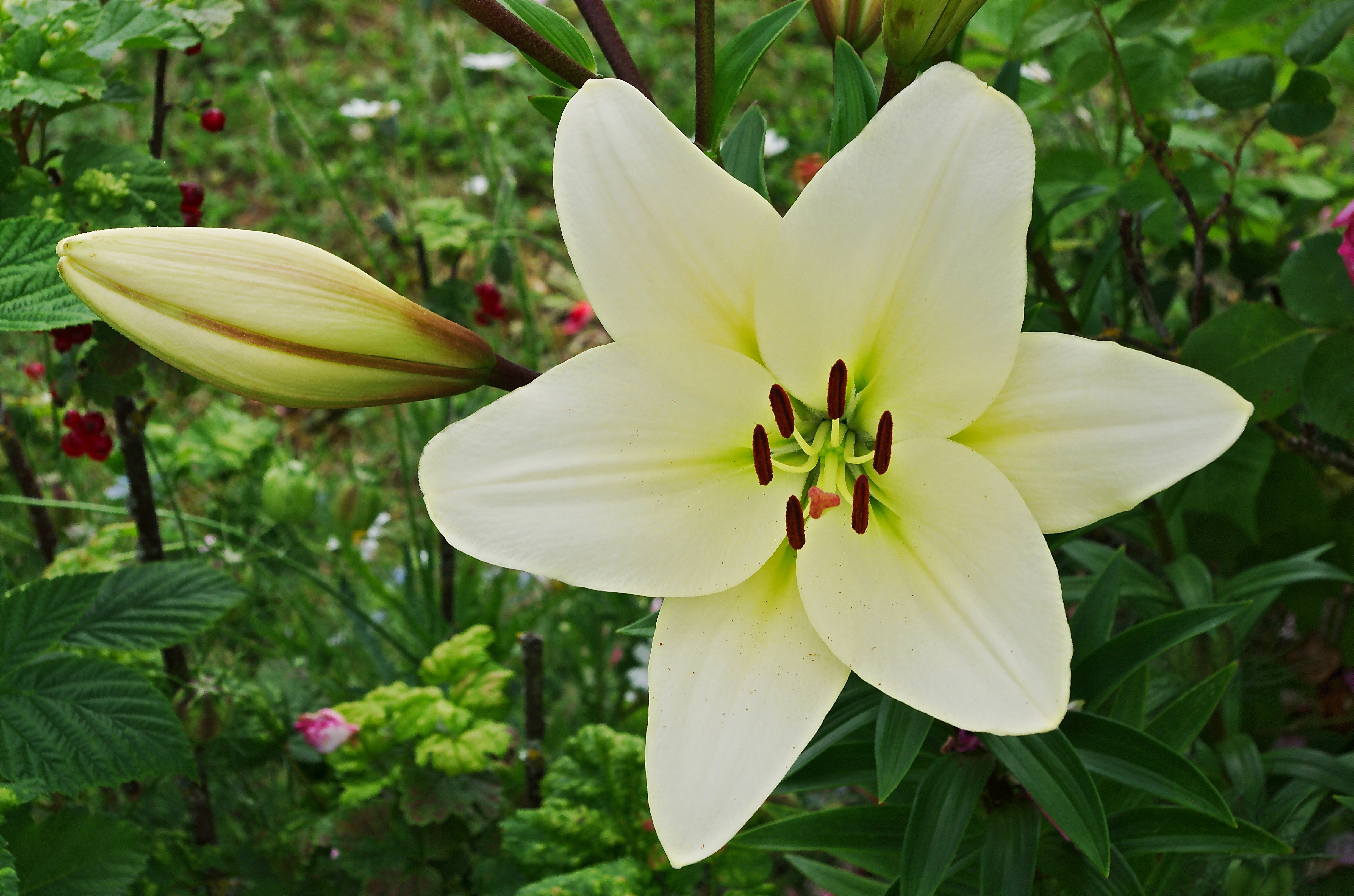 File:Lys blanc Fleur&bouton FR 2012rt.jpg - Wikimedia Commons