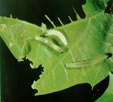 File:Oak leafroller larvae.png