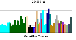 SHB (gene)