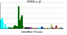 File:PBB GE ZEB2 203603 s at tn.png