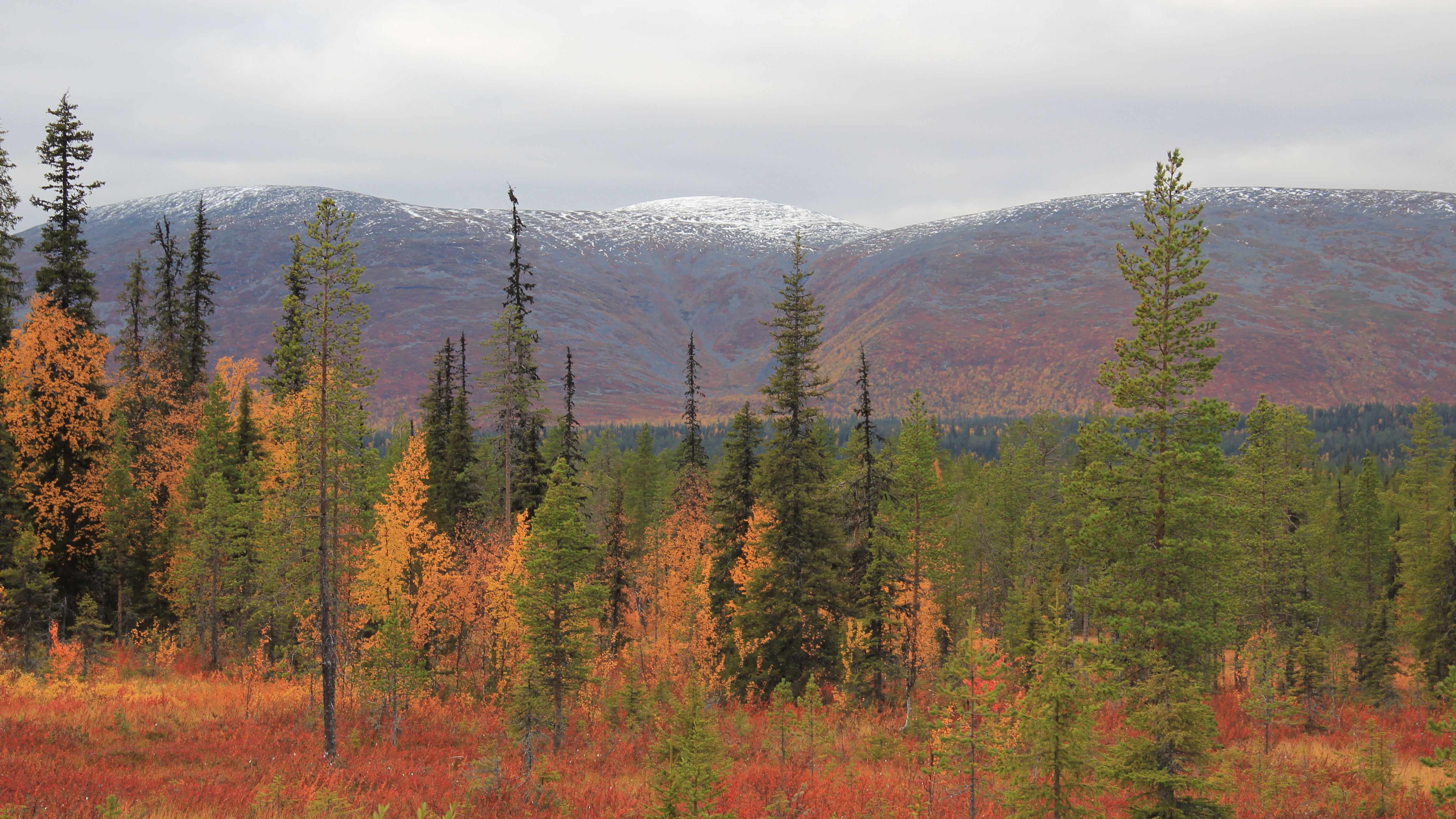 How to find lot of GOLD! (Gold-digging camp in Finnish Lapland 2013) 