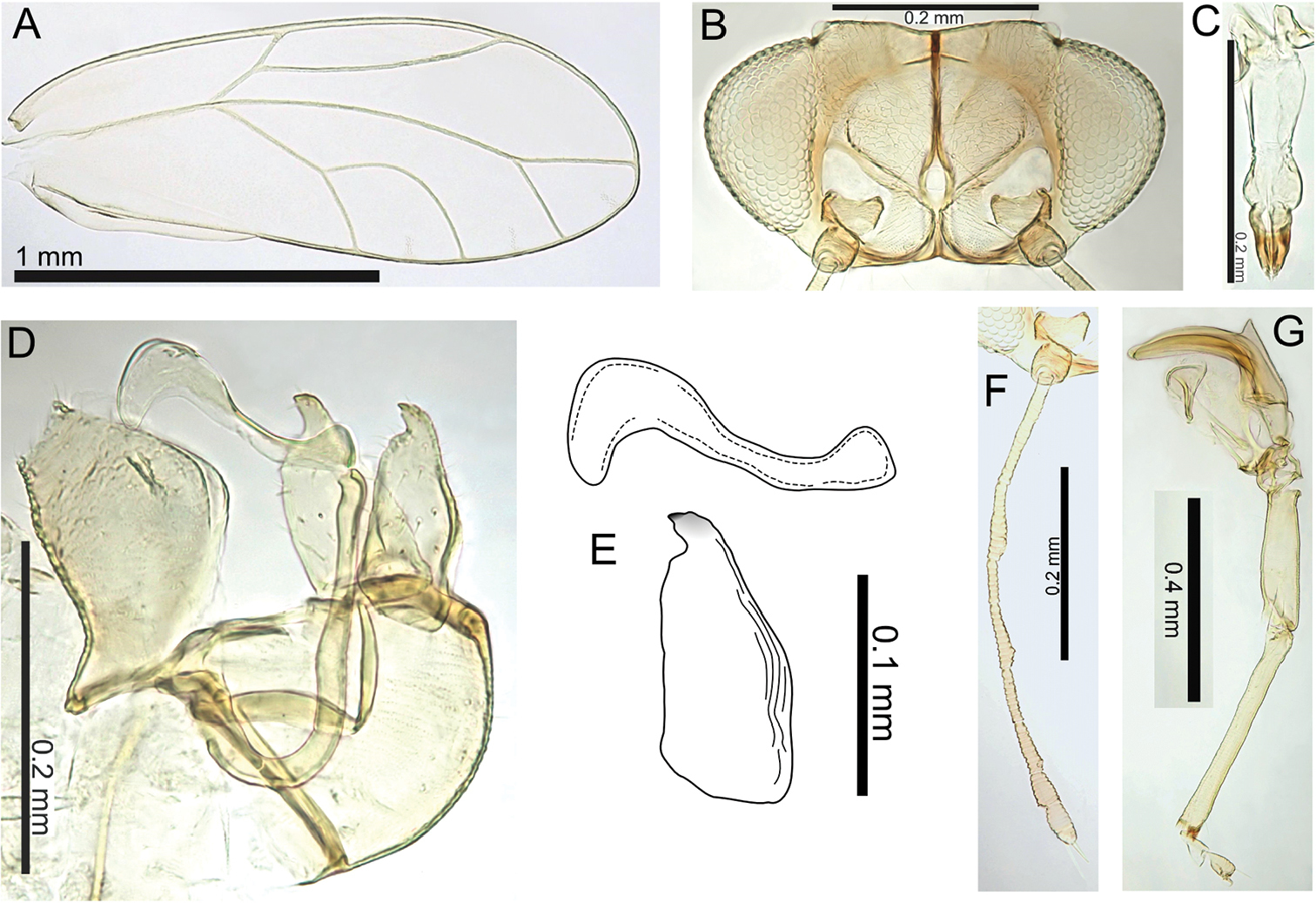 Figure 30