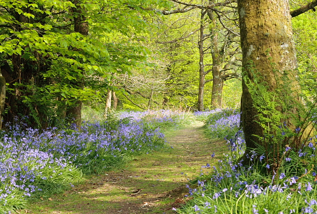 File:Path Through The Woods - geograph.org.uk - 2379114.jpg