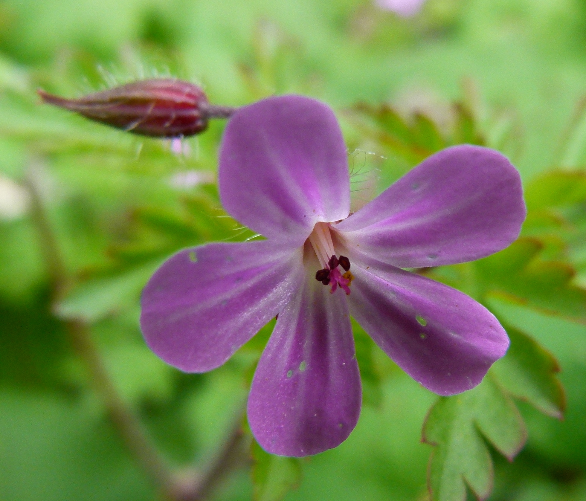 File:Petite fleur violette.JPG - Wikimedia Commons