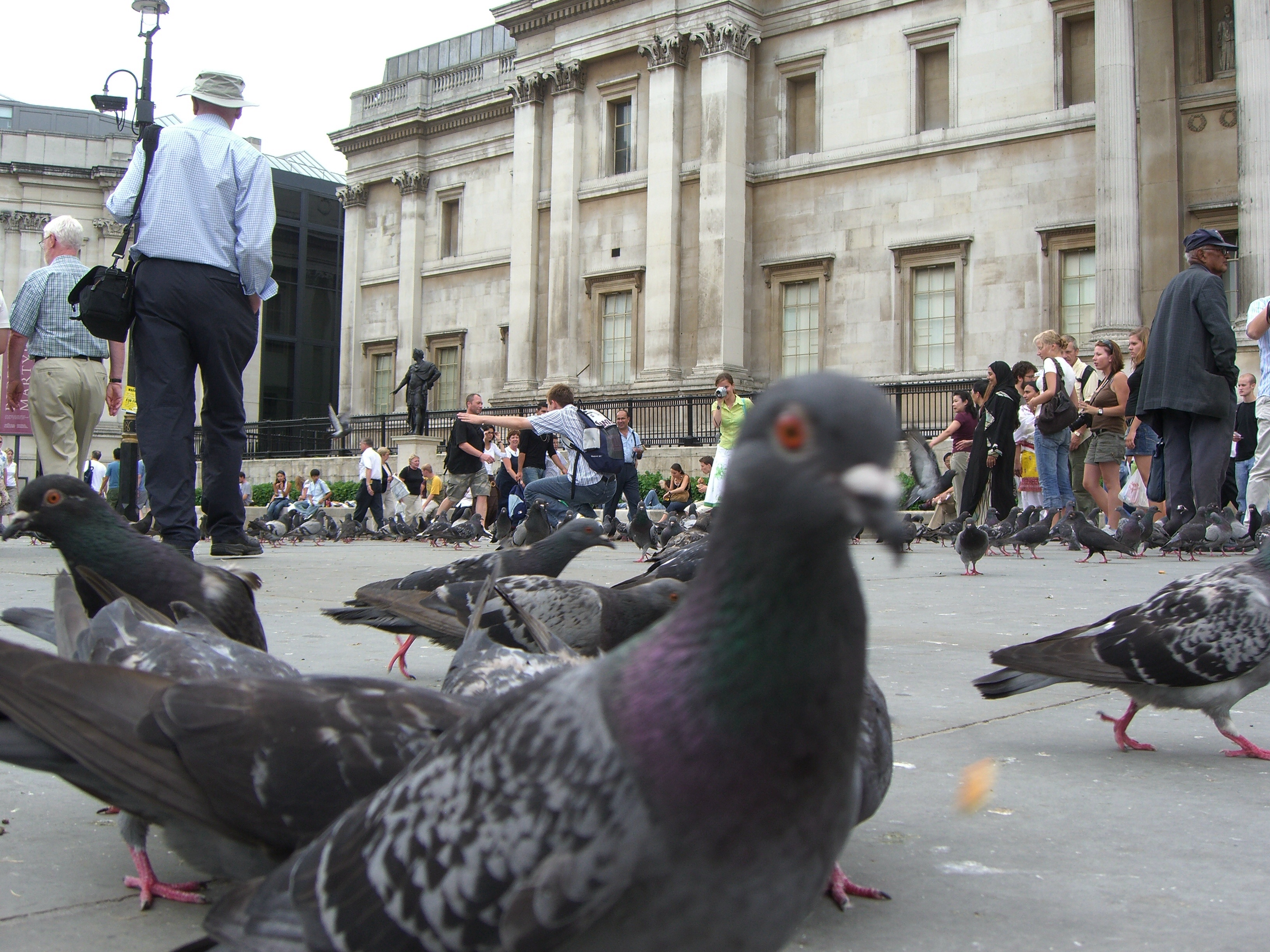 pigeon people coordinates