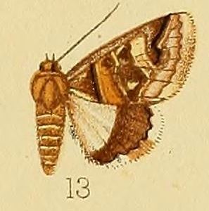 <i>Cerocala oppia</i> Species of moth