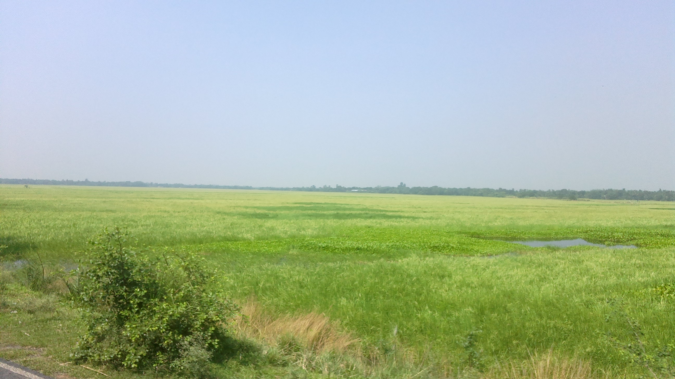 Fields area. Rice Irrigation. Textarea and field.