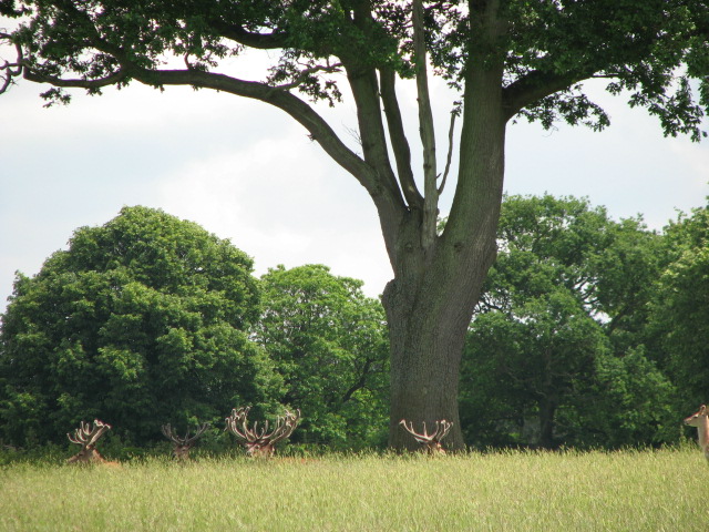 File:Red deer in Gunton Park - geograph.org.uk - 469332.jpg