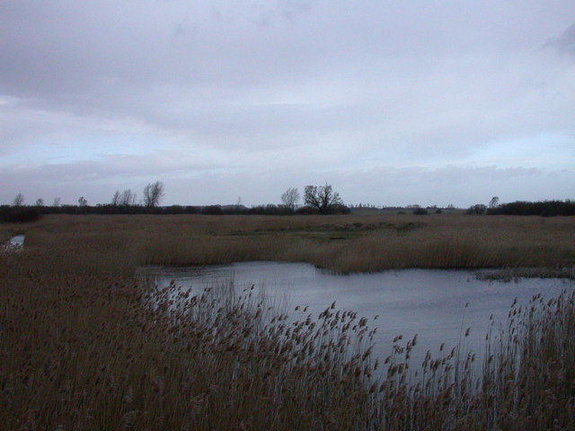 Reed beds, Woodwalton Fen NNR - geograph.org.uk - 678535