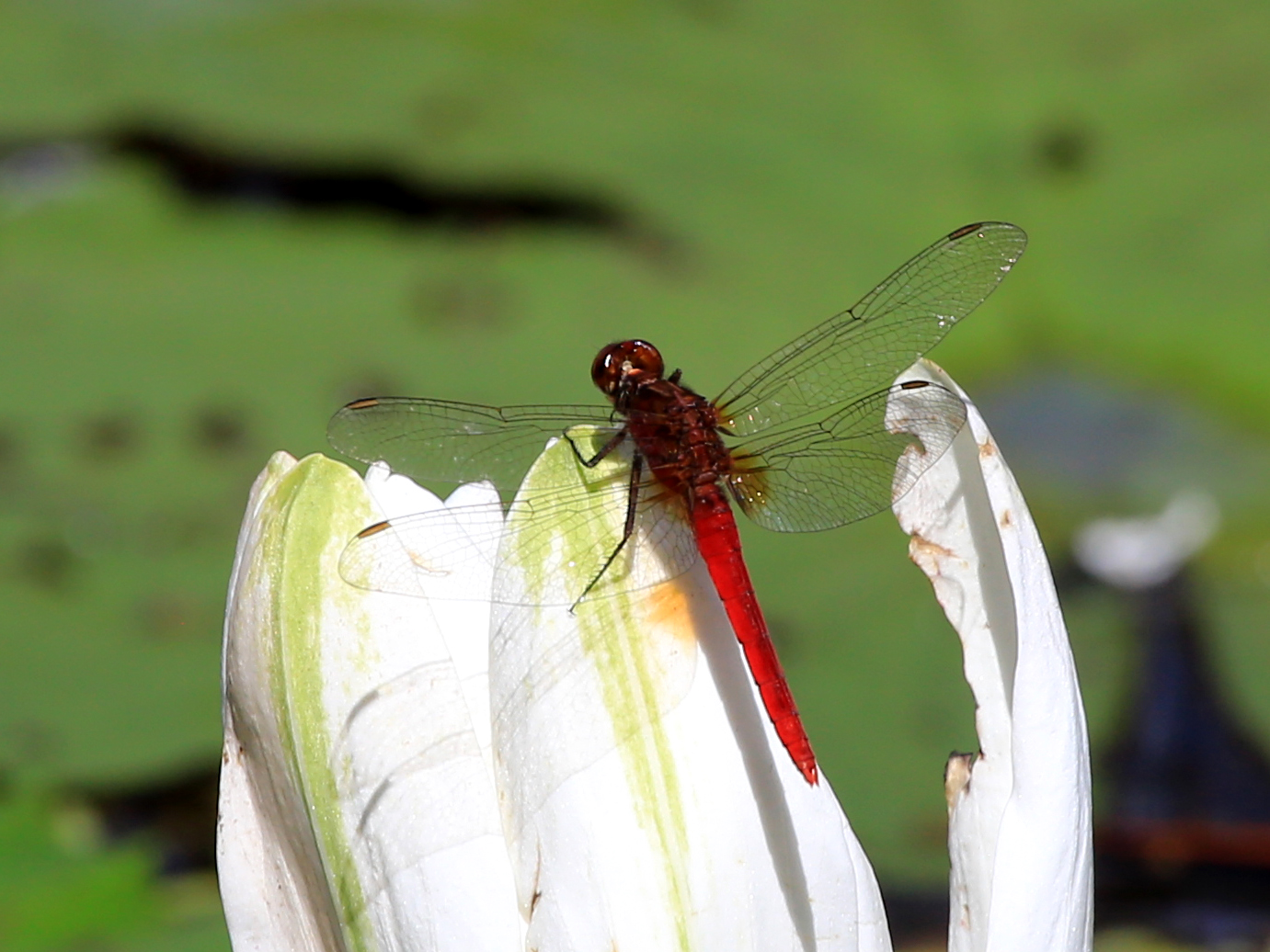 The Complete Field Guide To Dragonflies Of Australia