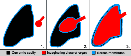 Schematic diagram of an organ invaginating into a serous cavity