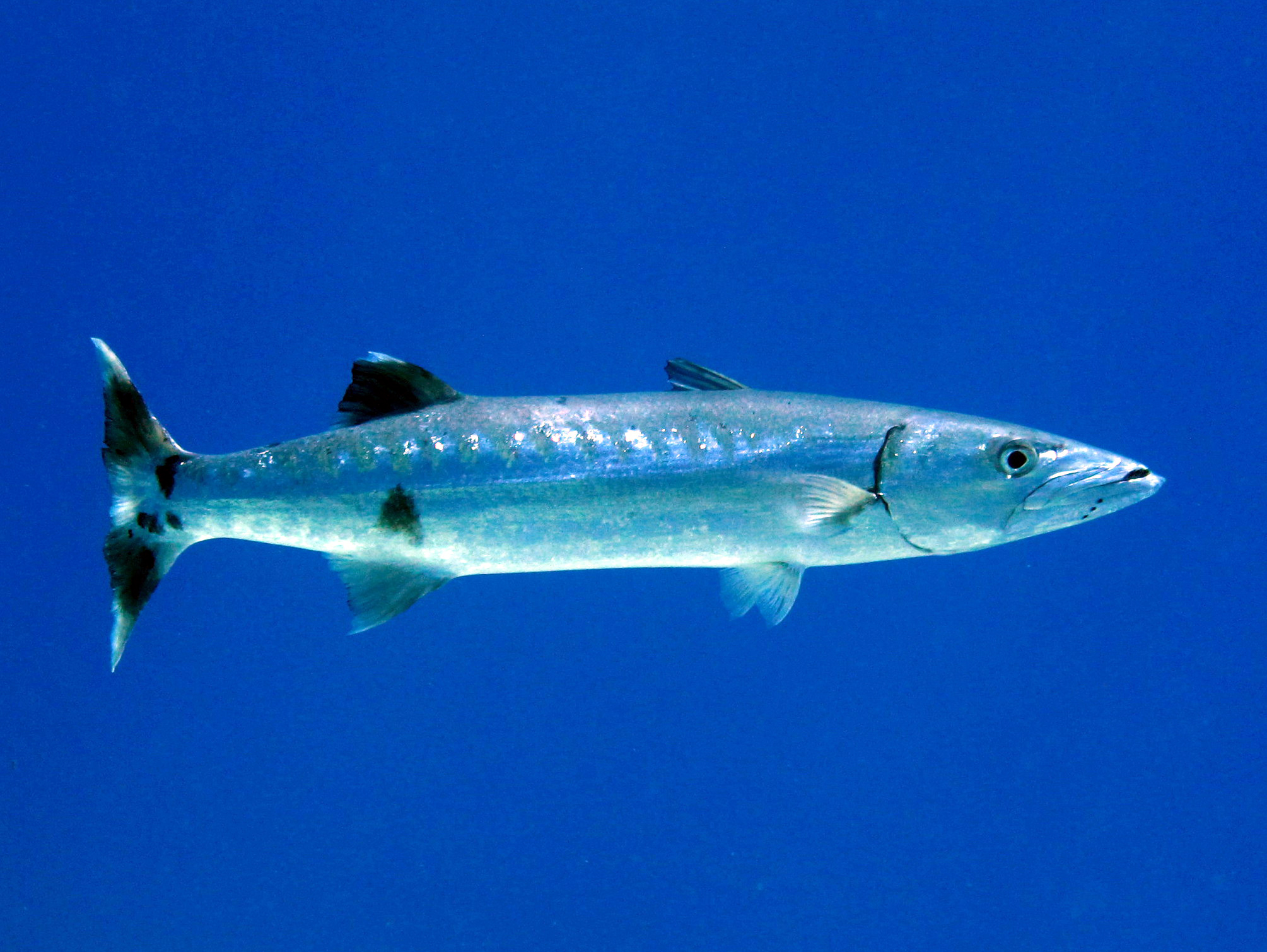 シガテラ 海水 魚