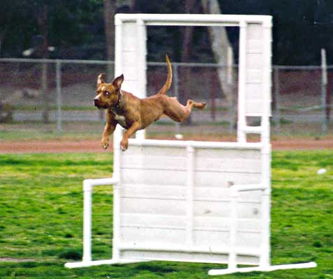 File:Sport dog obstacle.jpg