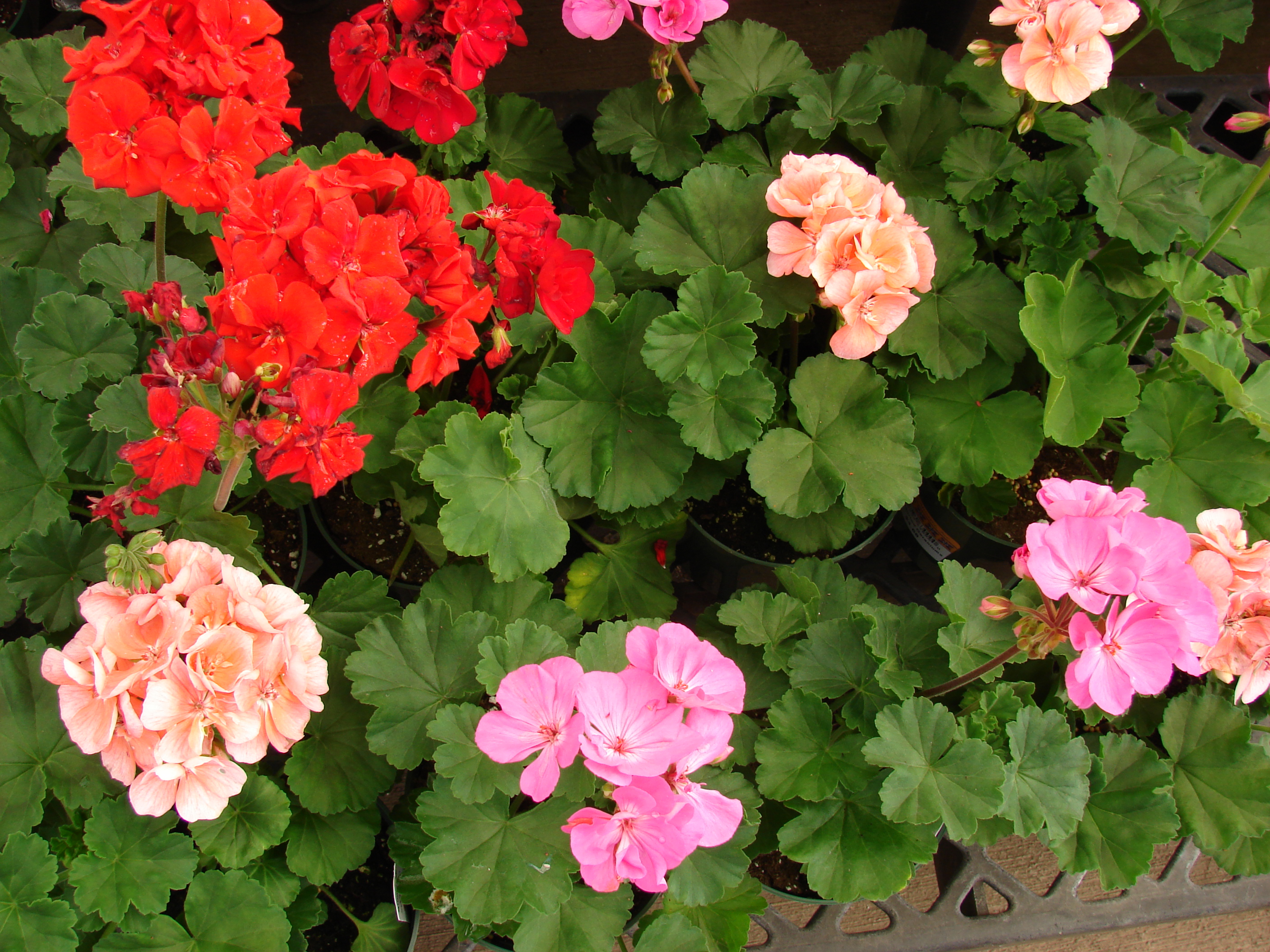 Посадка герани в открытый. Пеларгония герань. Пеларгония зональная Pelargonium hortorum. Пеларгония зональная микс. Пеларгония зональная Апаче микс.