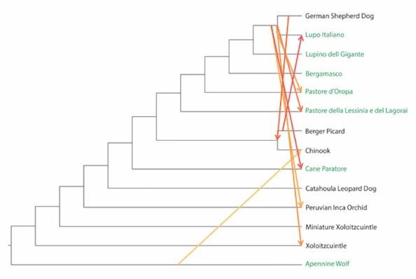 File:Studies of modern Italian dog populations reveal multiple patterns for domestic breed evolution (2021) fig. 3.c.png