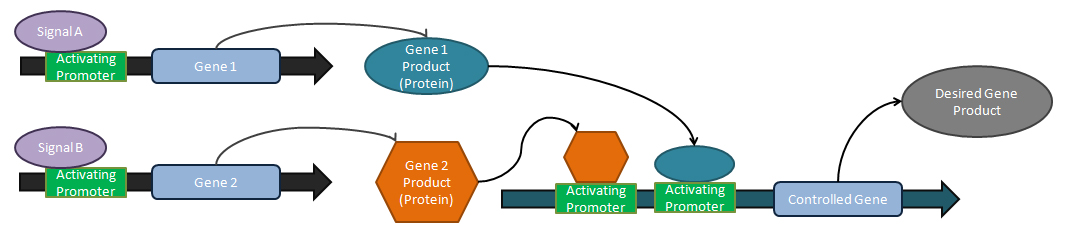 The logical OR gate. If Signal A OR Signal B are present, then the desired gene product will result. All promoters shown are inducible. Either signal is capable of activating the expression of the output gene product, and only the action of a single promoter is required for gene expression. Post-transcriptional regulation mechanisms can prevent the presence of both inputs producing a compounded high output, such as implementing a low binding affinity ribosome binding site. SynBioCirc-OrLogicGate.jpg