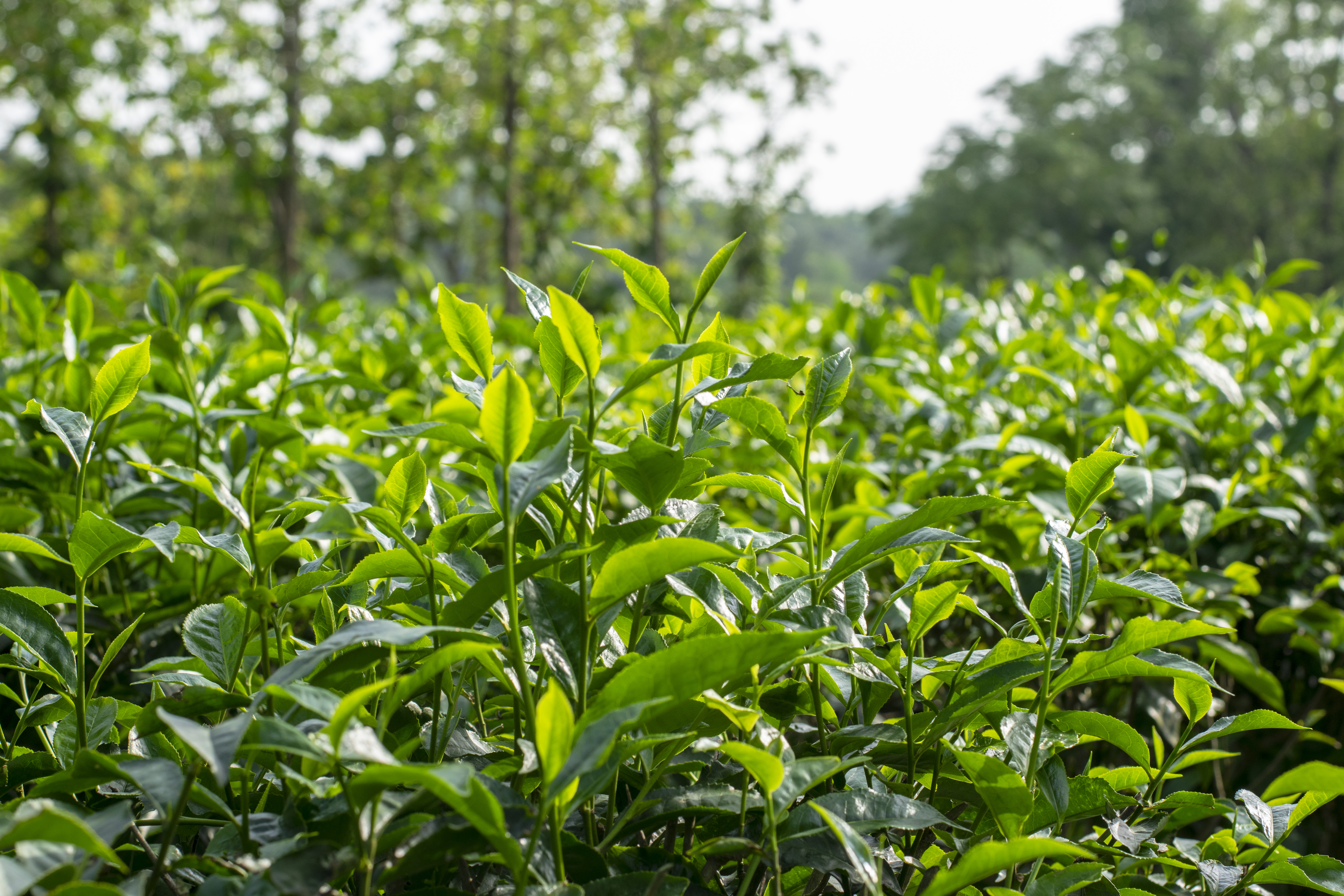 Garden tea