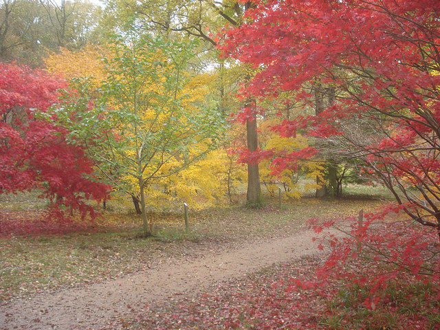 File:The Autumn Garden - 5 - geograph.org.uk - 1142461.jpg