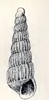 <i>Turbonilla imperialis</i> Species of gastropod