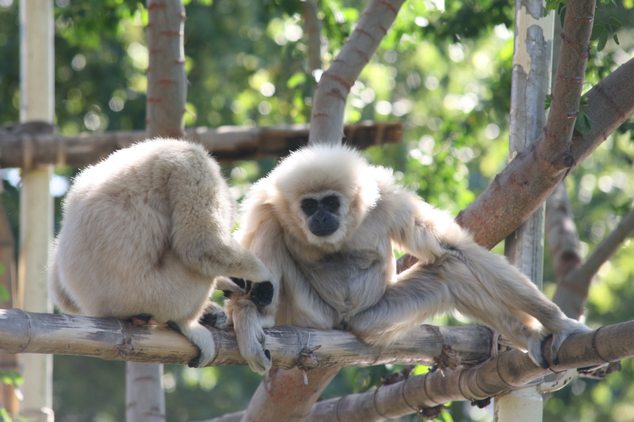 white handed gibbons