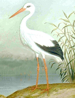 File:Whitestork64.jpg