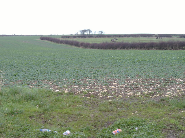 File:Winter Crops - geograph.org.uk - 301503.jpg