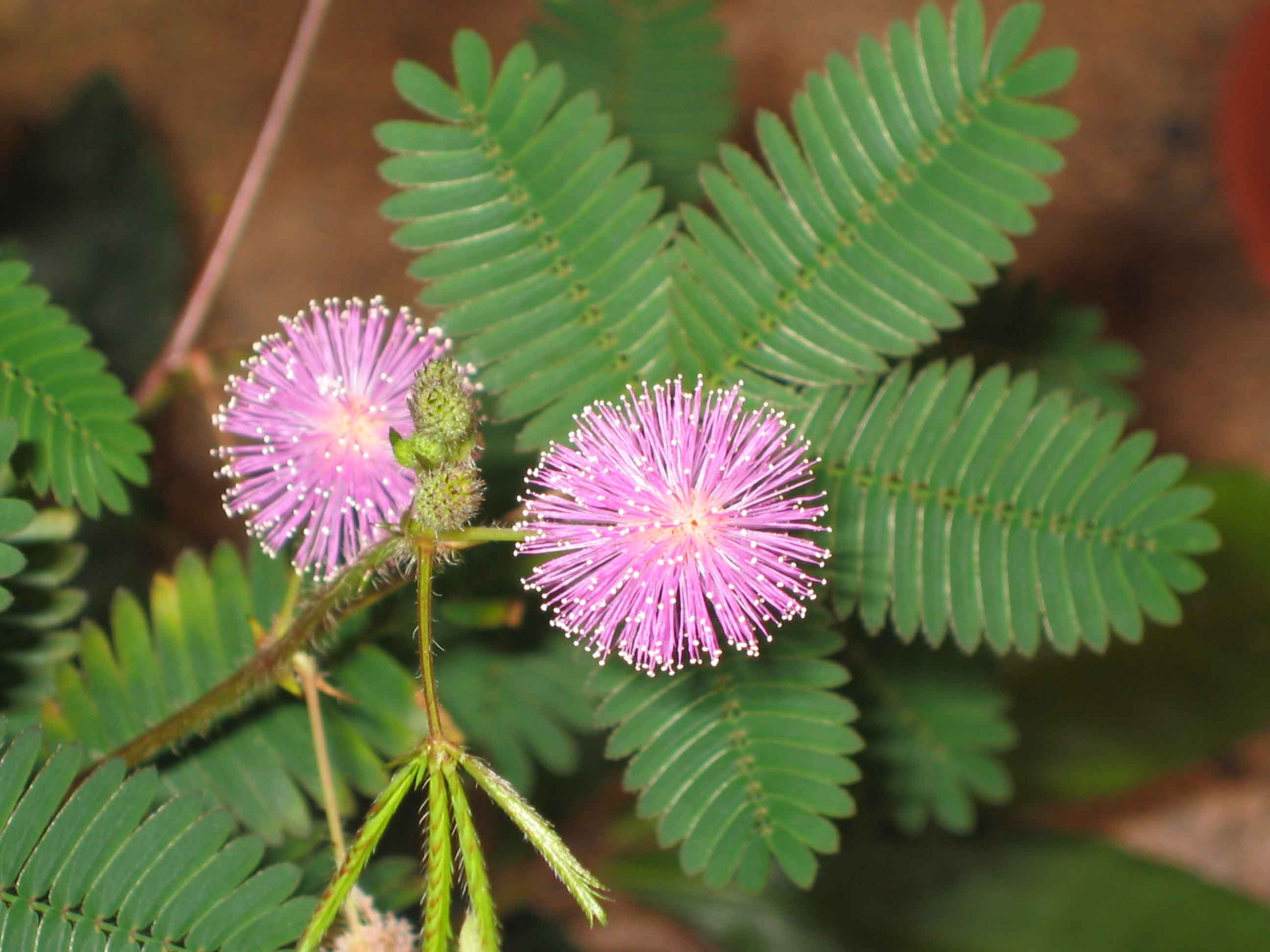 File:含羞草 Mimosa pudica -香港公園 Hong Kong Park- (9198133883).jpg - Wikimedia  Commons