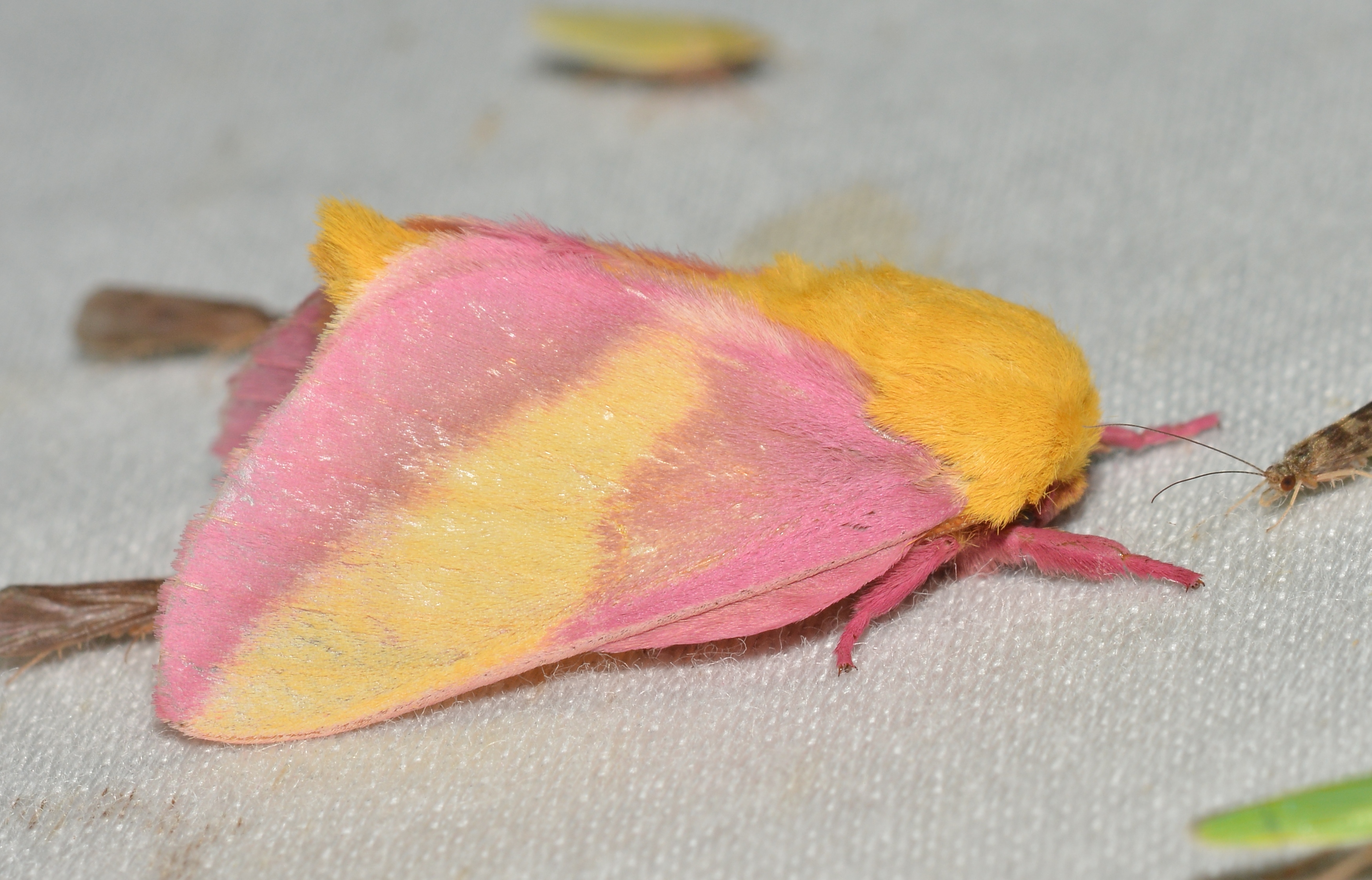 Rosy Maple Moth (Dryocampa rubicunda) · iNaturalist