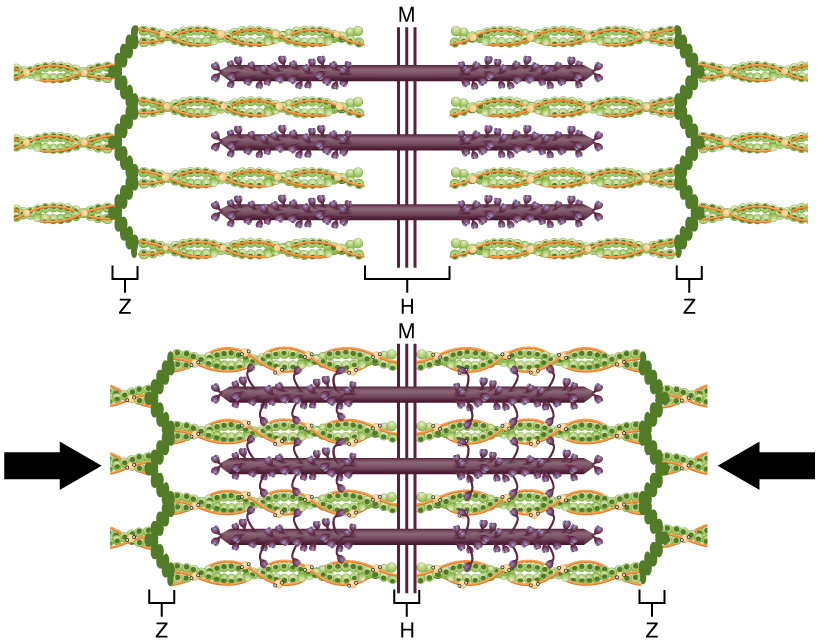 https://upload.wikimedia.org/wikipedia/commons/c/c6/1006_Sliding_Filament_Model_of_Muscle_Contraction.jpg