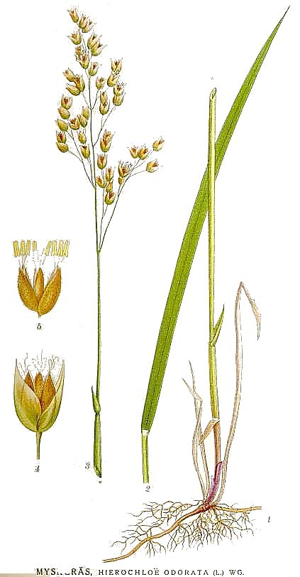 Hierochloe odorata Sweet Grass