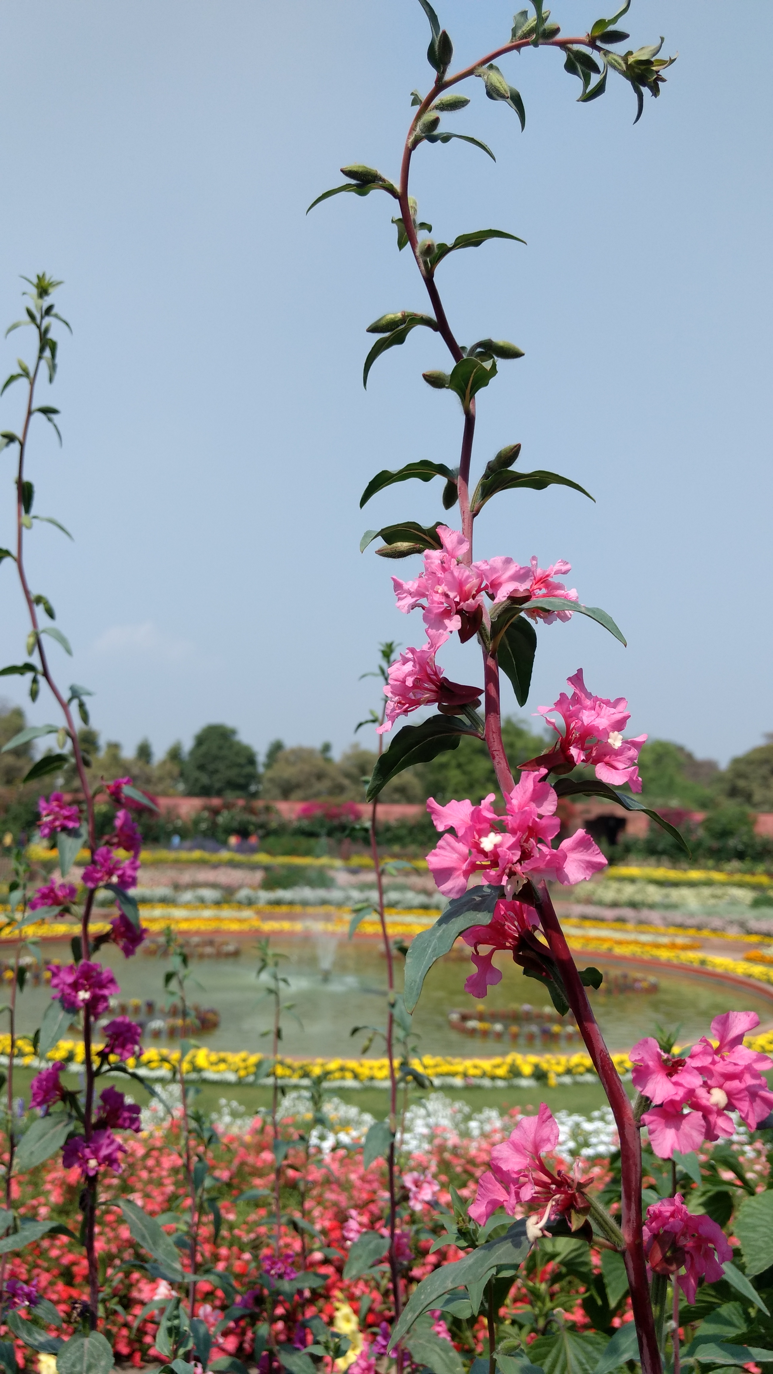 File A Walk Through Mughal Garden 01 Jpg Wikimedia Commons