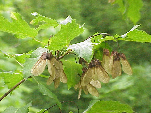 File:Acer tataricum0.jpg