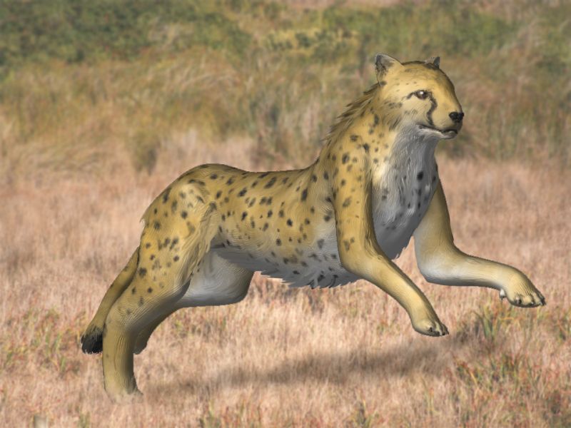 File:Acinonyx kurteni BW.jpg