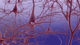 File:Alzheimer's disease-neuron death ar.gif