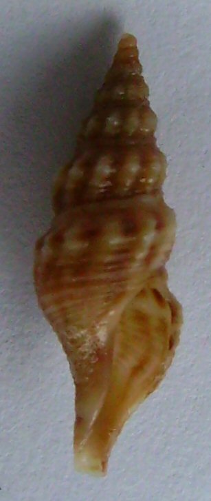 <i>Antimelatoma buchanani</i> Species of gastropod