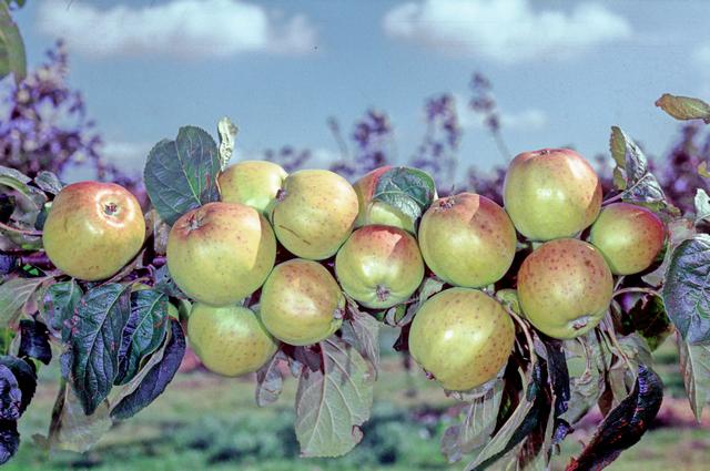 File:Antonovka-Kamenichka on tree, National Fruit Collection (acc. 1949-166).jpg