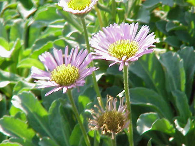 File:Aster alpinus0.jpg