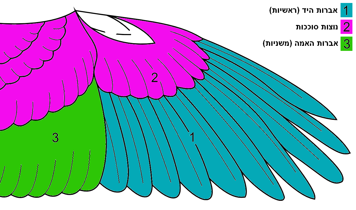 eagle wing anatomy